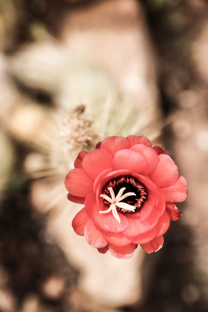 Desert Bloom od Shot by Clint
