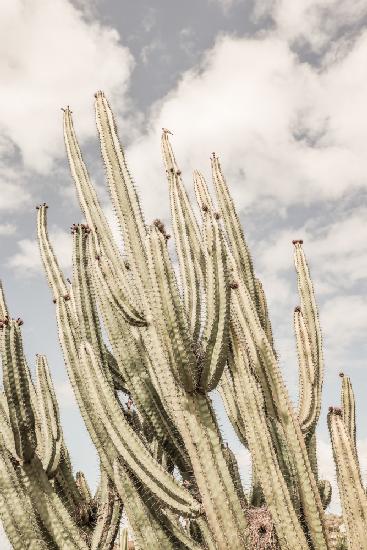 Desert Cathedral