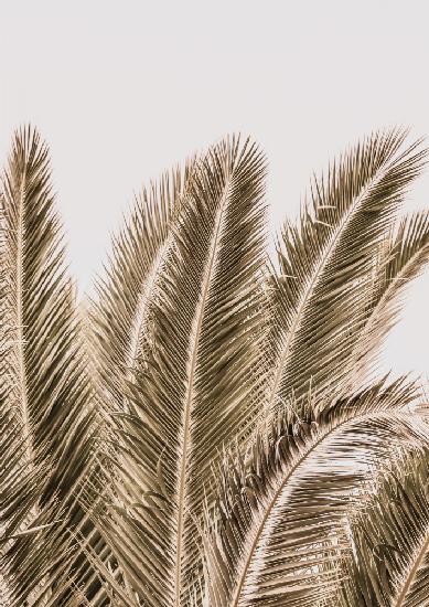 Desert Palm