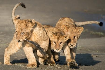 The Lion Gang