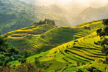 Mu Cang Chai rice terrace, Vietnam