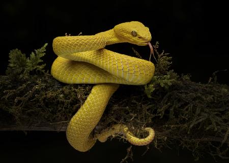 yellow viper