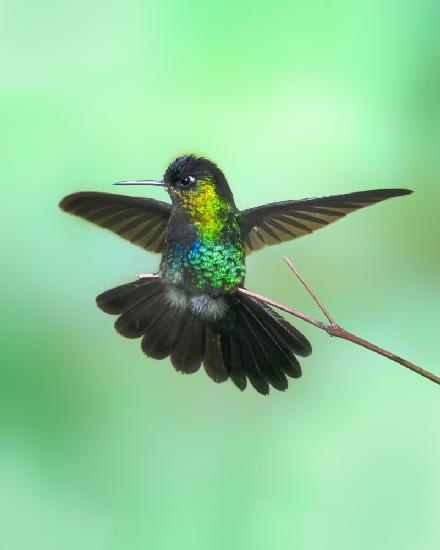 Hummingbird