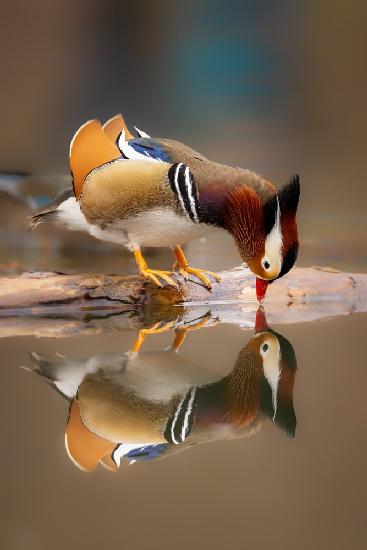 Mandarin dock, drinking and reflection