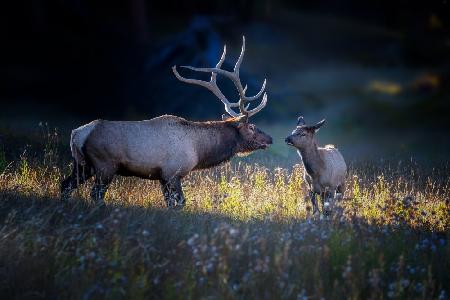 Father and calf