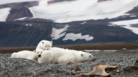 The Bear Family