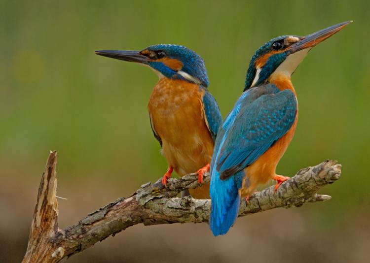 Led&#328;á&#269;ek  (Alcedo atthis) od Stefan Benfer