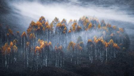 Frozen morning