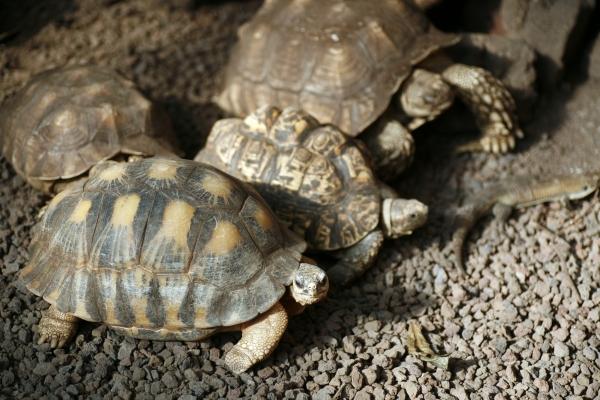 Schildkröten od Steffen Breyer