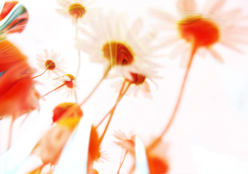 Sommenblumen wachsen dem Himmel entgegen od Stephan  Rossmann