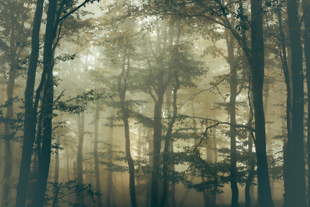 Forest od Stephanie Kleimann