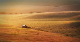 Derelict House In Barley Fields