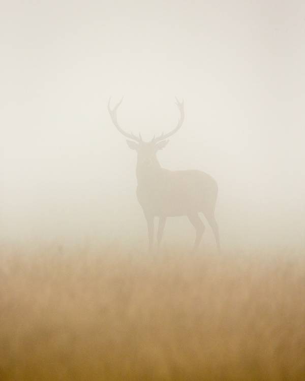 Ghost Stag od Stuart Harling