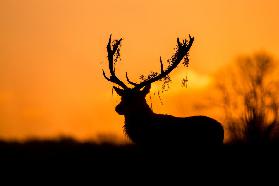 Red Deer Stag Silhouette