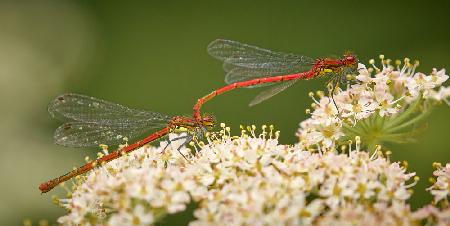 Large red damselfly in tandem