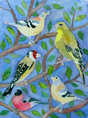 Finches