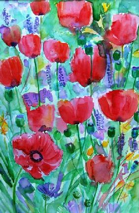 Poppies