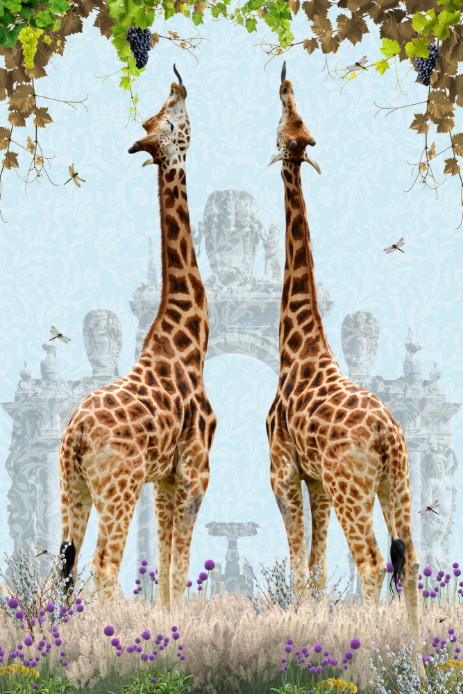 Giraffes enjoying Grapes od Sue Skellern