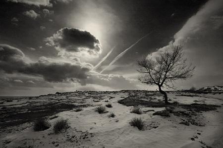 Cloud and Tree