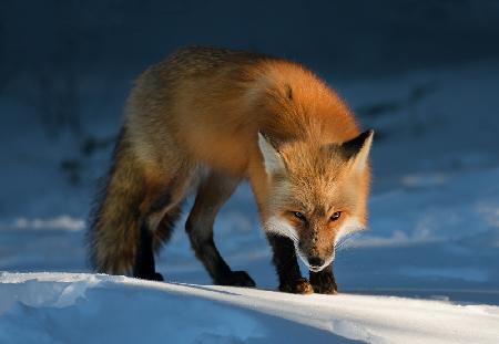 Red Fox