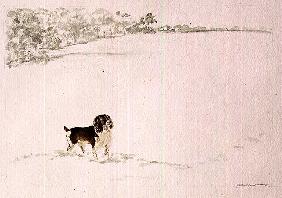 Springer Spaniel in the Snow