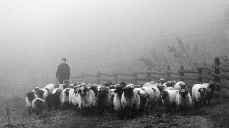 Transhumance