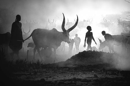 Mundari cattle camp