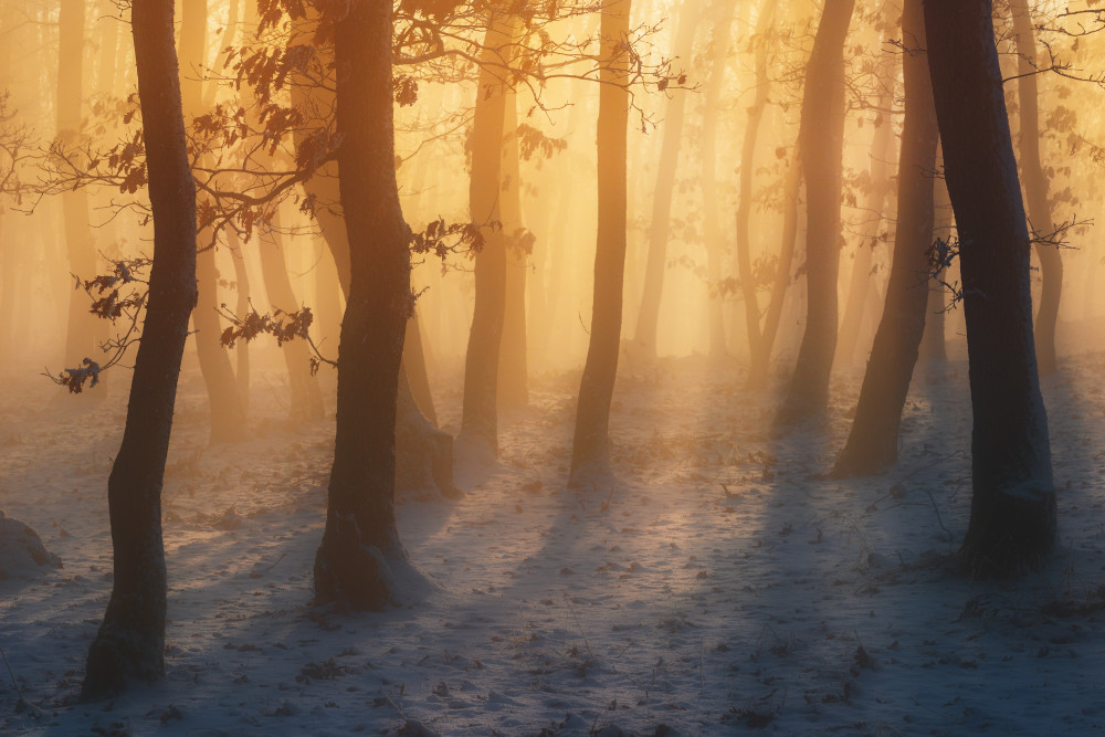 Winter forest od Szabo Zsolt Andras
