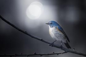 Blue Bird