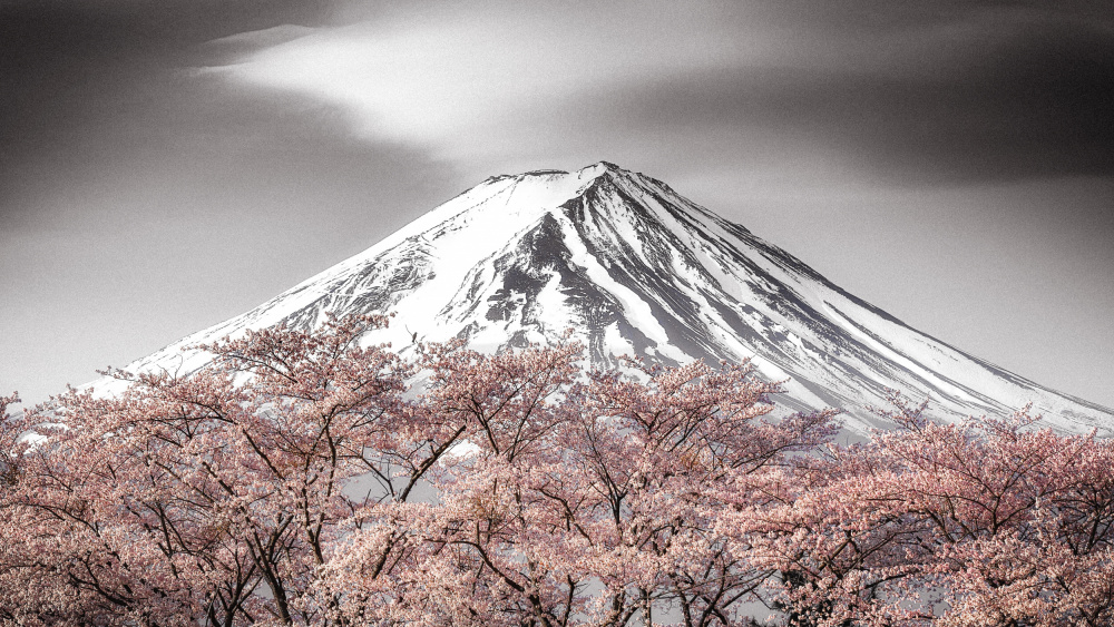 Sakura Fuji od Takeshi Mitamura