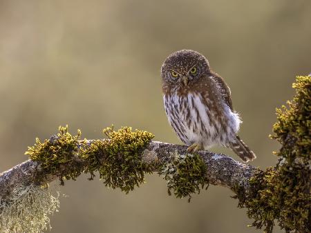 Northern Pygmy Owl