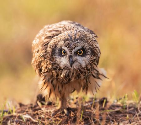 short-eared owl