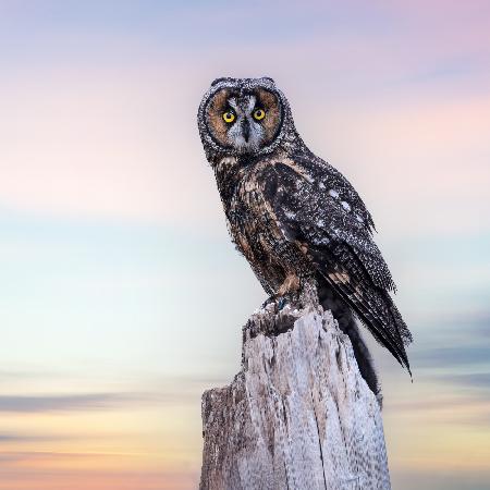 Long-eared owl