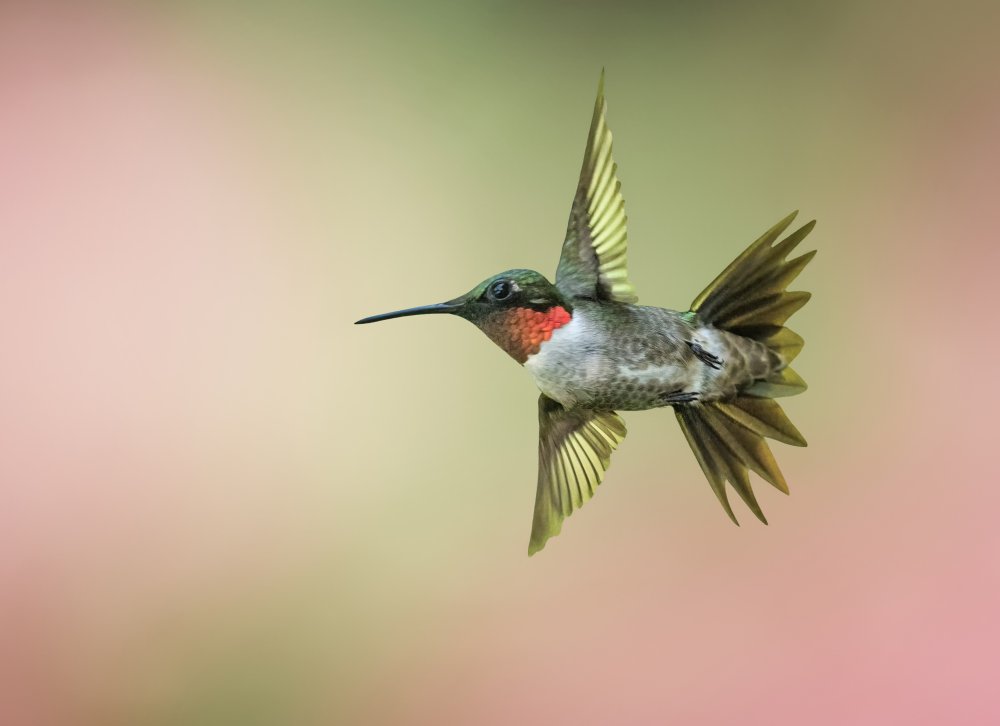Hummingbird od Tao Huang
