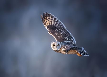 Short-eared Owl