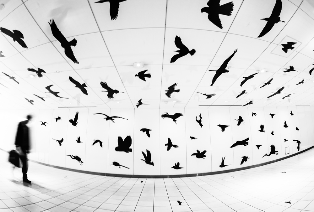 The street of birds od Tetsuya Hashimoto