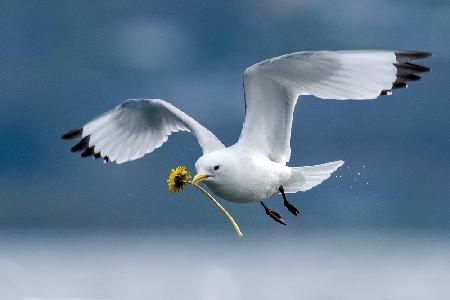 KITTIWAKE DATE