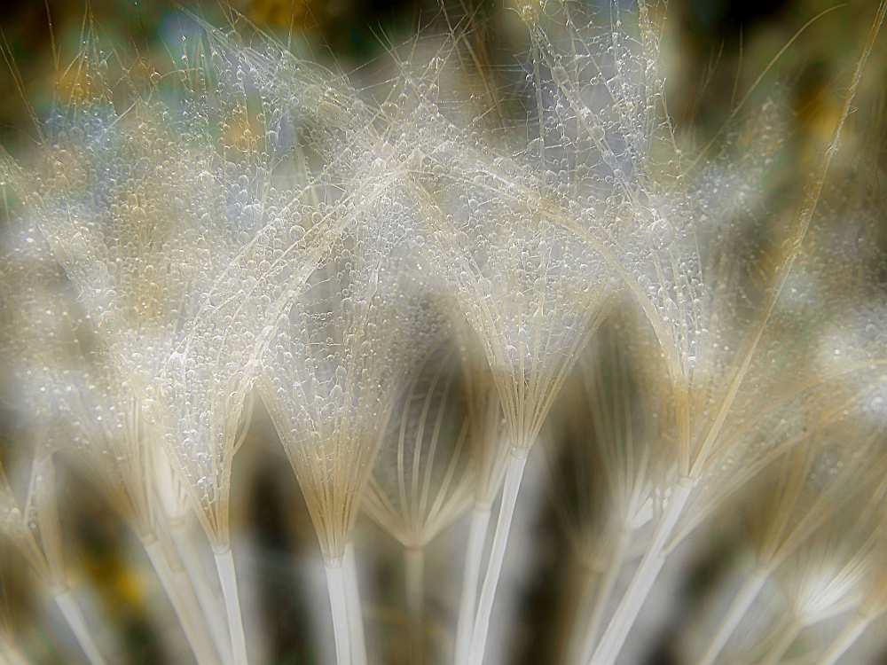 Fireworks nature... od Thierry Dufour