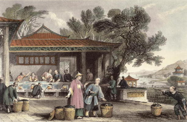 The Culture and Preparation of Tea, from 'China in a Series of Views' by George Newenham Wright (c.1 od Thomas Allom