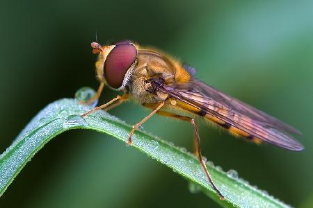 Marmalade fly