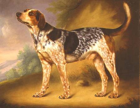 Richard Strachey's Hound 'Glancer' od Thomas Morris