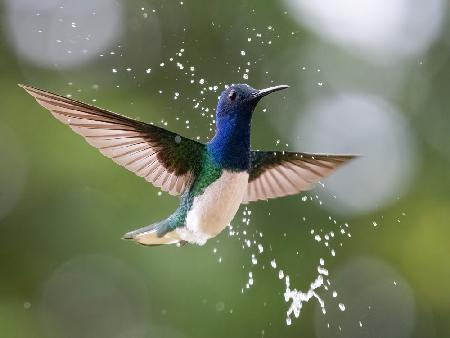 White-necked Jacobin in the rain.