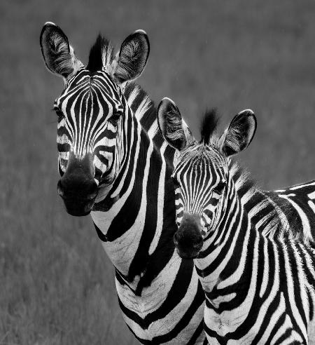 Zebras