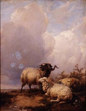 Sheep in Landscape