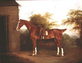 Horse with side saddle