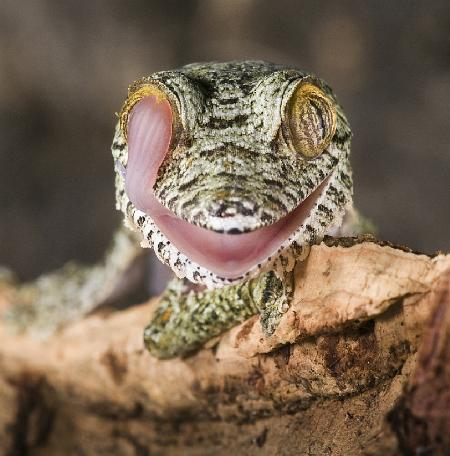 Uroplatus fimbriatus