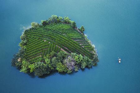 Tea garden island