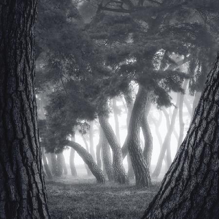 Trees in the fog