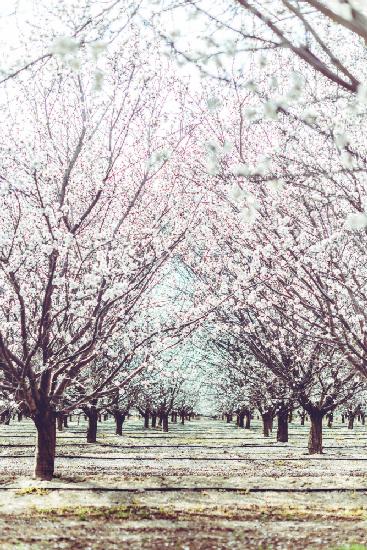 Almond Orchard