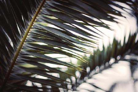 Palm Branches